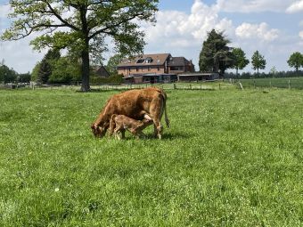 Kaatzhof Kuh mit Kalb Unterweiden